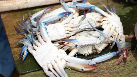 Fresh fish in Sri Lanka Stock Footage 175869996