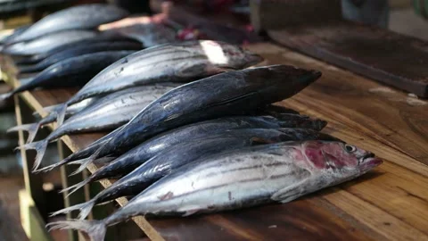 Fresh fish in Sri Lanka Stock-Footage 175871143