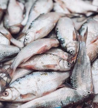 Fresh fish in the store on the background. Stock Photos