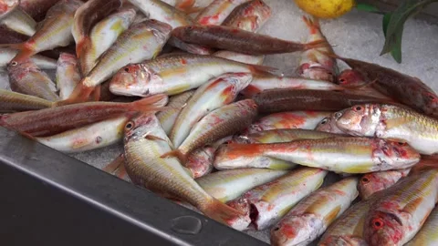 Fresh fish striped red mullet or surmullet are arranged on ice at a market Video stock 342795917