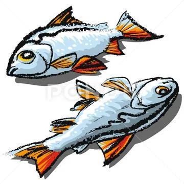 Fresh fish, white fish scales, red fins Stock Illustration