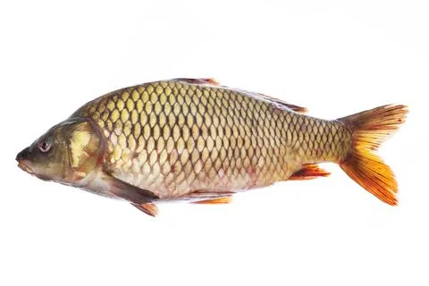 Fresh fish on white isolated background Stock Photos