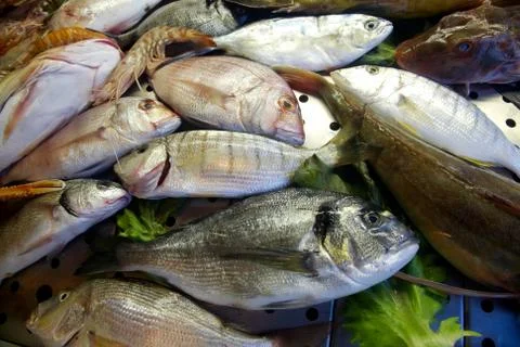 Fresh fishes Stock Photos