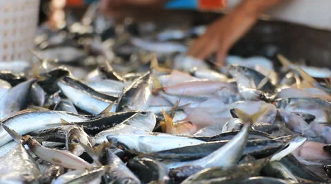 Fresh fishes sorting by size Stock Footage 35017115