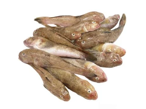 Fresh fish.isolated. Stock-Fotos