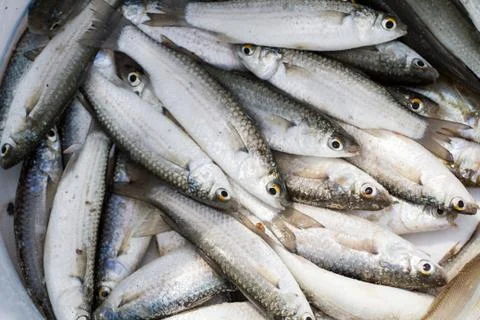 Fresh fishs Stock Photos