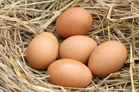Fresh five brown eggs on straw. Stock Photos