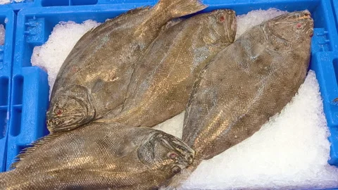 Fresh flatfish rest on crushed ice in bright blue trays at the fish market. Video stock 319838703