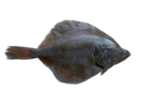 Fresh flouder Stock Photos