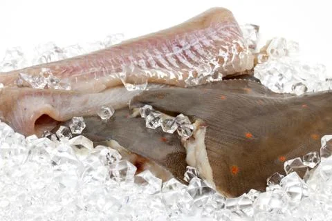 Fresh flounder on ice Stock Photos