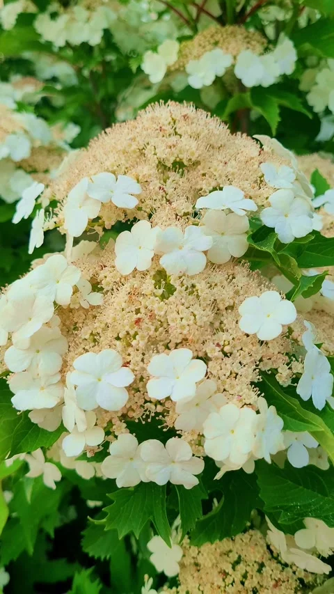 Fresh flower 4K vertical  V1-0003 Vidéo 331742775