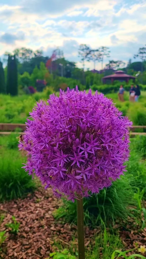 Fresh flower 4K vertical  V1-0001 Stock Footage 331742777