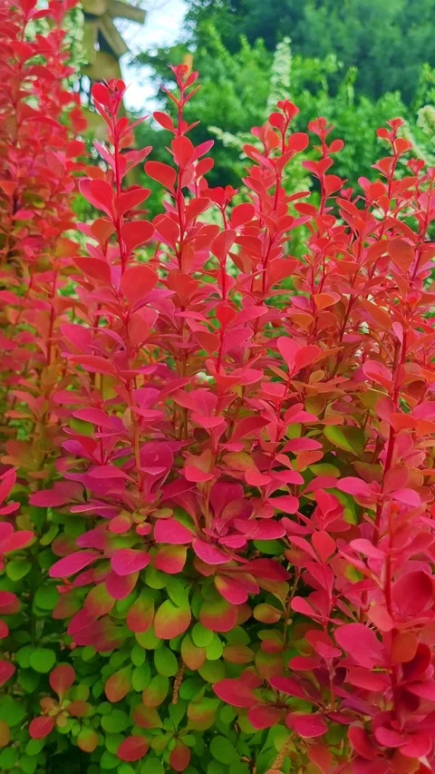 Fresh flower 4K vertical  V1-0009 Video stock 331743225