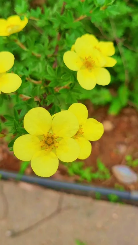 Fresh flower 4K vertical  V1-0012 Stock Footage 331743472