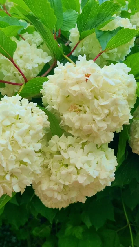 Fresh flower 4K vertical  V1-0015 Vidéo 331743652