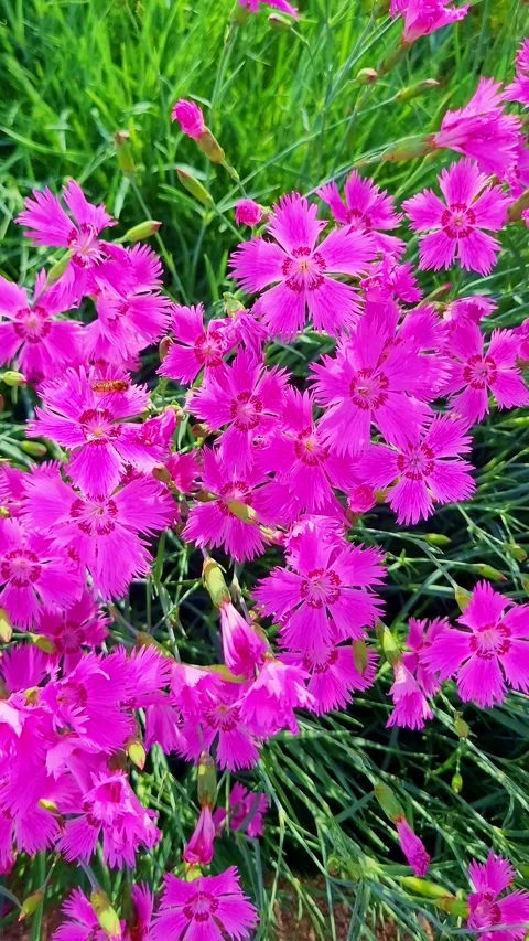 Fresh flower 4K vertical  V1-0010 Video stock 331743677