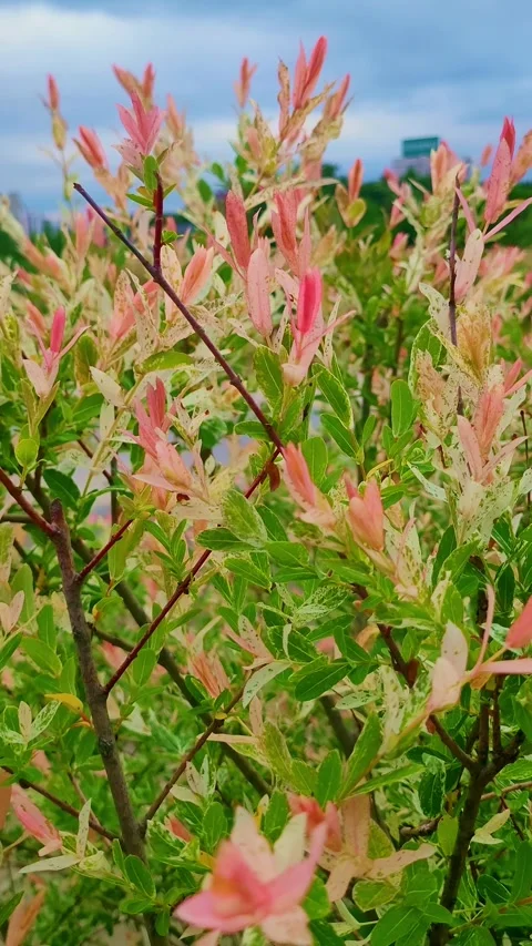 Fresh flower 4K vertical  V1-0013 Stock Footage 331743718