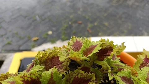 Fresh Flower and Raindrop Stock Footage 149811664