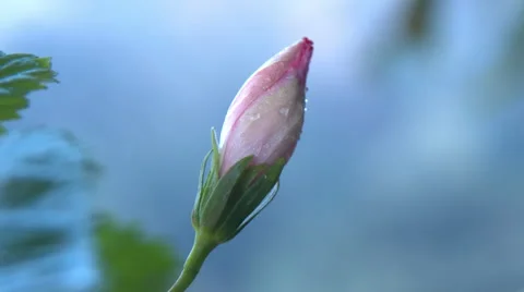 Fresh Flower Bud Stock Footage 51161611