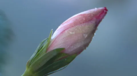 Fresh Flower Bud Stock Footage 51162220