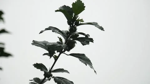 Fresh flower buds on a bush in spring against a high key sky Stock Footage 153123310