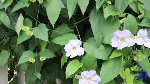 Fresh flower growing  Stock Footage 170168396