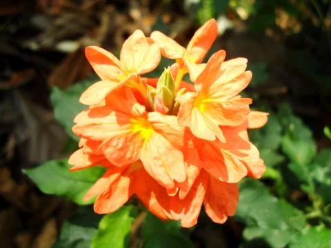 Fresh flower Foto stock