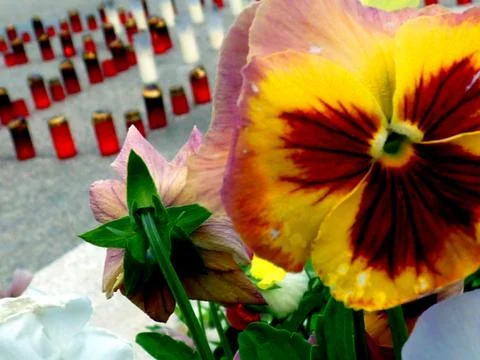 Fresh flower Stock Photos