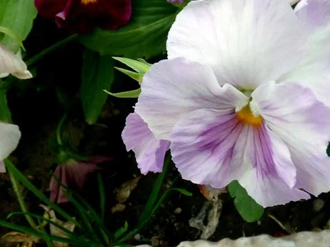 Fresh flower Foto stock
