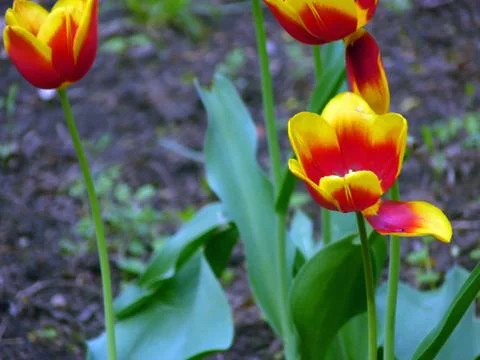 Fresh flower Stock Photos