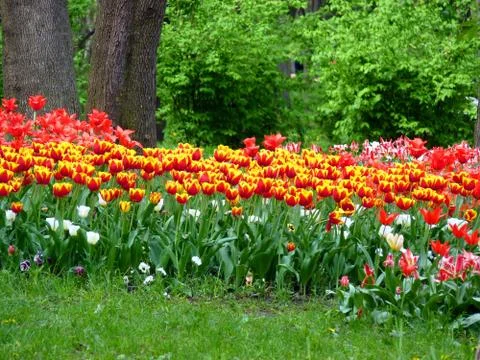 Fresh flower Stock Photos