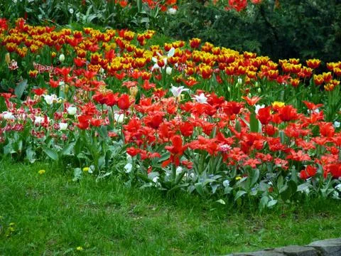 Fresh flower Stock Photos