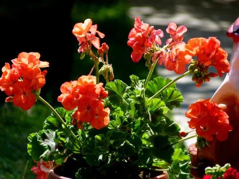 Fresh flower Stock Photos