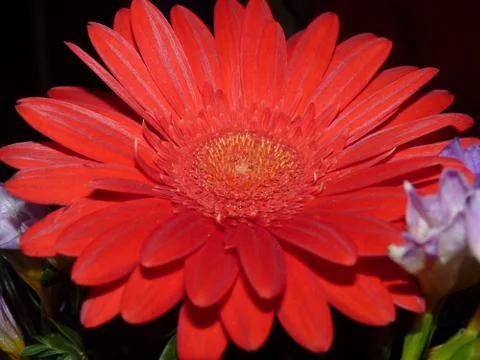 Fresh flower Stock Photos