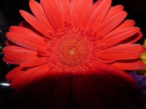 Fresh flower Stock Photos