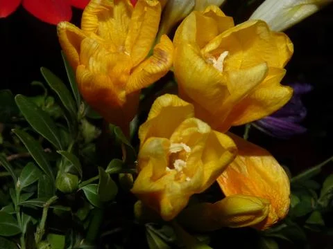 Fresh flower Stock Photos