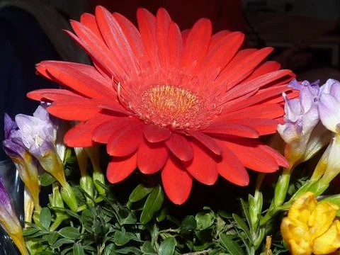 Fresh flower Stock Photos