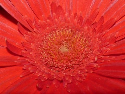 Fresh flower Stock Photos