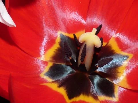 Fresh flower Foto stock