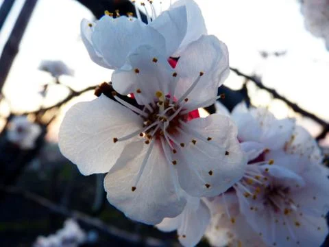 Fresh flower Stock Photos