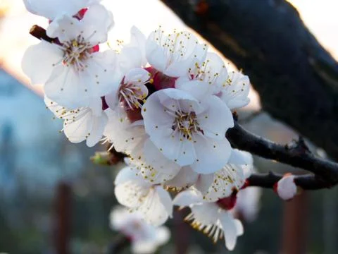 Fresh flower Foto stock