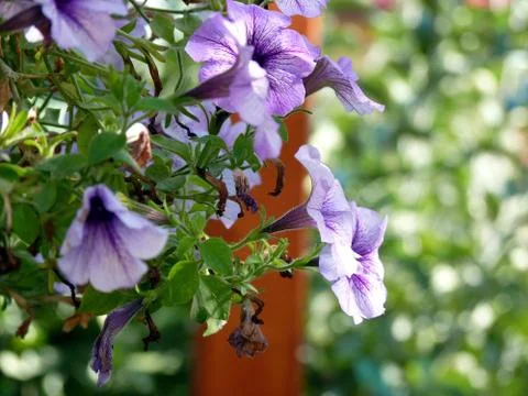 Fresh flower Foto stock