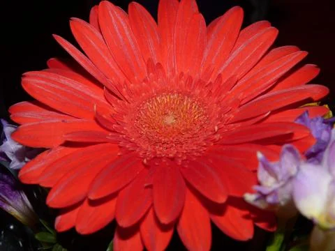Fresh flower Stock Photos