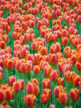 Fresh flower Stock Photos