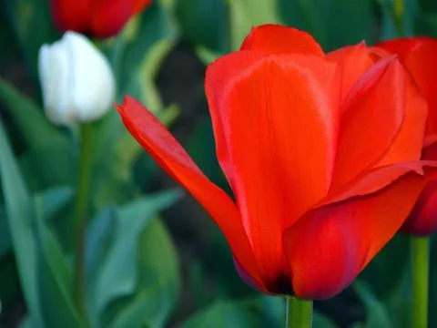 Fresh flower Foto stock