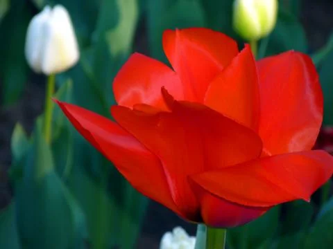 Fresh flower Stock Photos