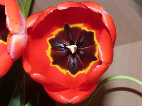 Fresh flower Stock Photos