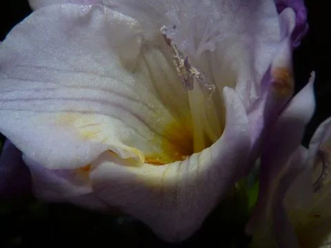Fresh flower Stock Photos