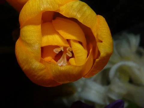 Fresh flower Stock Photos