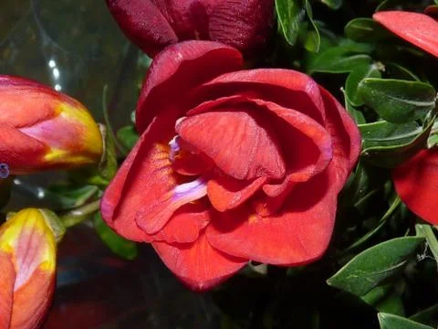 Fresh flower Stock Photos